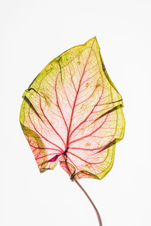 A delicate caladium leaf with striking pink and green hues rests elegantly on a bright background.