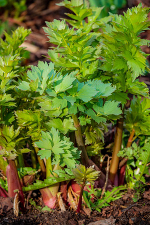 Lush celery plants burst with vibrant green leaves in a sunny garden, heralding spring's arrival.