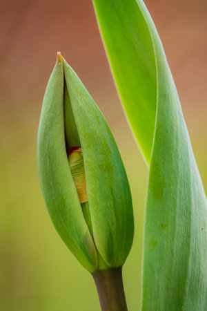 A vibrant tulip bud nestled among lush green leaves, signaling the arrival of springtime.の写真素材