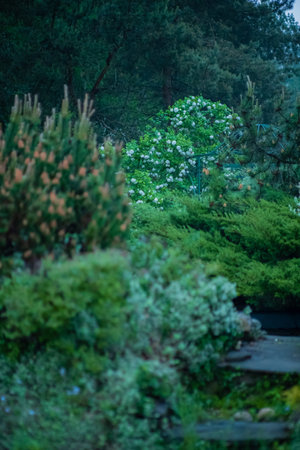 Delicate greenery surrounds a winding path, as gentle mist settles upon blooming flowers.