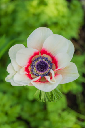 A striking white and red anemone flower stands tall amidst a backdrop of vibrant greenery.の写真素材