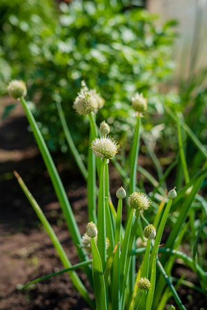 Green onions are growing tall and healthy in a sunny garden surrounded by lush greenery.