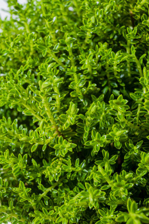 Sunlit green foliage sparkles, highlighting nature's vibrancy on a beautiful day.