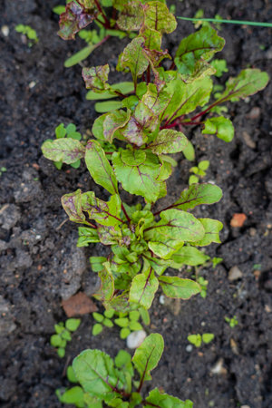 Young spinach plants thrive in dark, fertile earth, reflecting the beauty of a spring garden.
