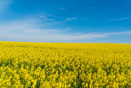 Bright yellow rapeseed blooms under a clear blue sky, highlighting nature's beauty.