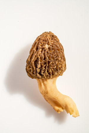 Morel mushrooms showcase their distinct shape and textured surface against a pure white backdrop.の写真素材