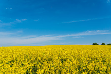 Golden rapeseed blooms create a stunning yellow vista under a clear blue sky.の写真素材