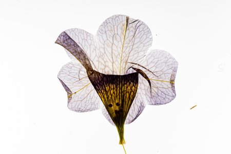 A stunning translucent flower reveals its detailed structure against a simple background.の写真素材