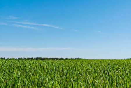 Lush green grass extends across an open field, bathed in sunlight under a clear blue sky.の写真素材