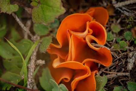A vibrant orange mushroom curls among lush green leaves and forest debris in sunlight.の写真素材