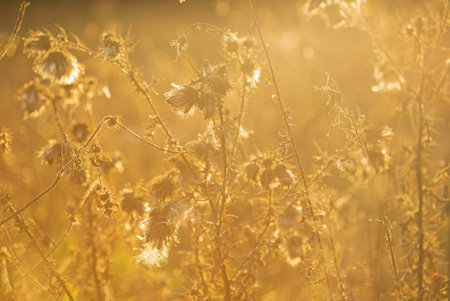 Sun-kissed wildflowers dance in a warm breeze as daylight fades into a golden evening glow.の写真素材