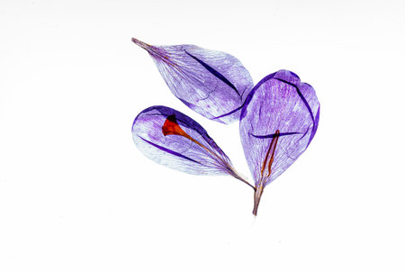 Petals rest elegantly on white, showcasing vibrant purple and red hues.の写真素材