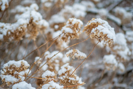Snow blankets the fragile flowers, creating a serene winter landscape in soft light.の写真素材