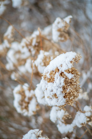 Delicate dried flowers are blanketed in fresh snow, sparkling in soft winter light.の写真素材