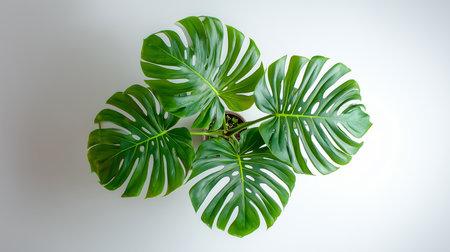 A vibrant monstera plant showcases its large leaves from above, adding a touch of nature indoors.の素材
