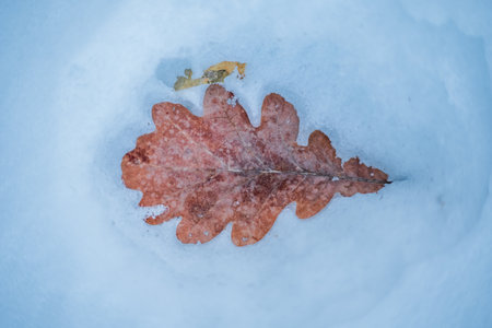 A vibrant oak leaf contrasts against a smooth layer of bright white snow in winter.の写真素材