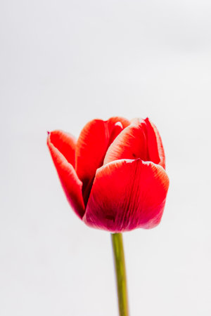 A vibrant red tulip blooms gracefully, highlighting its delicate petals and fresh green stem.の写真素材