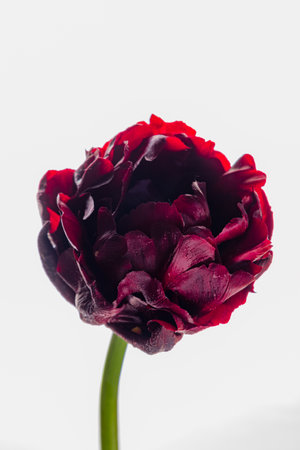 A stunning deep burgundy tulip stands tall, revealing its layered petals in radiant light.の写真素材