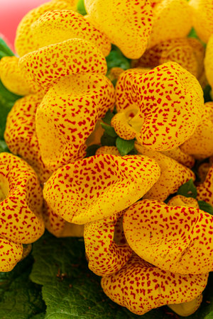 Clusters of unique yellow flowers with striking red speckles bloom beautifully in a sunlit garden.の写真素材