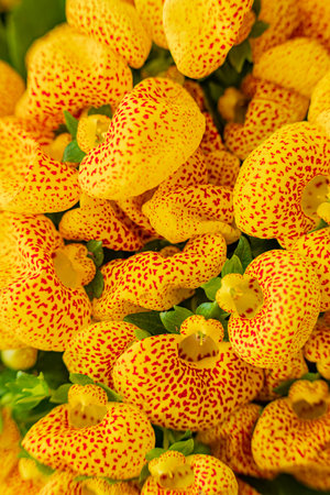 Colorful cluster of unique yellow and red flowers flourishing in a sunny garden setting.の写真素材