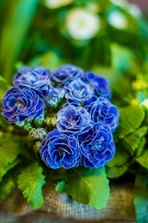 Beautiful clusters of bright blue flowers surrounded by green leaves create a lively atmosphere.の写真素材