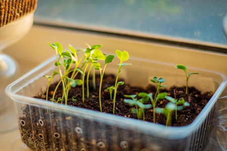 Tiny green shoots emerge from dark soil, thriving in a sunlit kitchen setting.の写真素材