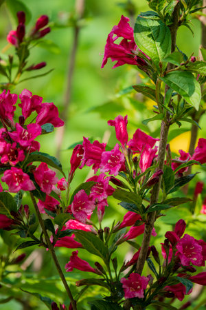 Bright pink blooms fill the garden, surrounded by rich green foliage in a sunny spring day.の写真素材