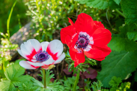 Two striking anemone flowers stand out against lush greenery in a warm garden during spring.の写真素材