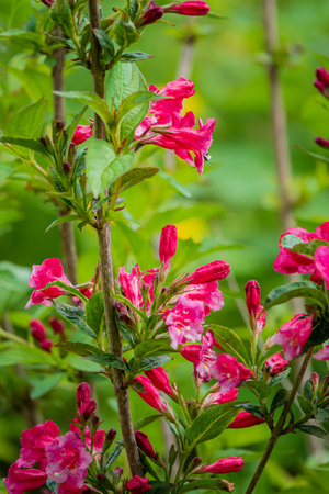 Colorful blossoms emerge from lush green stems, creating a peaceful atmosphere in the garden.の写真素材