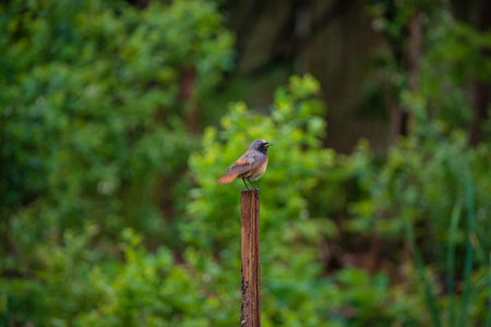A vibrant bird stands on a wooden post, surrounded by rich green foliage, creating a peaceful scene.の写真素材