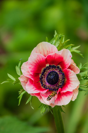 A beautiful pink flower blooms in a lush garden, its petals open wide as a bee gathers nectar.の写真素材