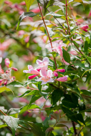 Delicate pink flowers with lush green leaves create a vibrant scene in a sunny garden.の写真素材