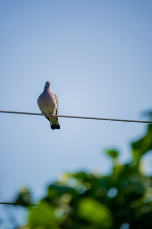 A solitary bird sits on a wire, enjoying the warmth of the sun and view of lush greenery.の写真素材