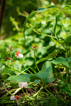 Blooming flowers emerge from rich soil surrounded by vibrant green foliage in spring.の写真素材