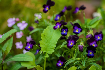 Colorful pansies showcase deep purple hues surrounded by fresh green leaves on a bright day.