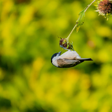 A small bird is hanging upside down, enjoying seeds from a sunflower under lush greenery.の写真素材