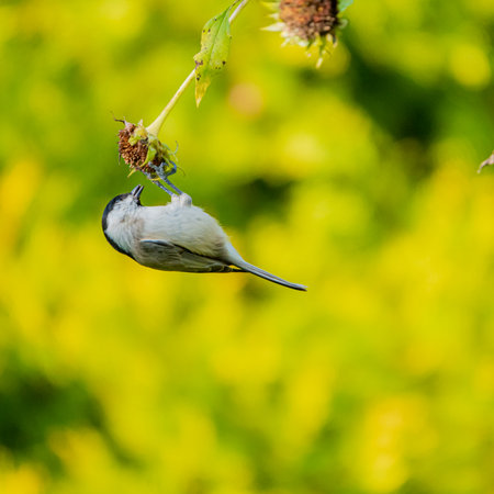 A tiny bird clings to a flower stem, searching for seeds against the vibrant green backdrop.の写真素材
