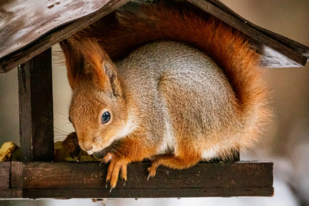 A fluffy squirrel enjoys the warmth inside a wooden birdhouse, surrounded by soft snow.