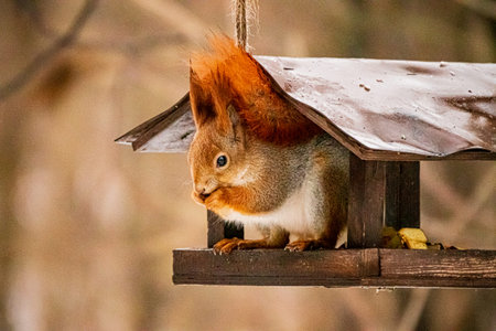 A curious squirrel peeks out from a bird feeder with vibrant fur during a peaceful autumn day.