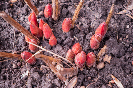 Bright red buds push through dark earth, signaling the arrival of spring and new beginnings.
