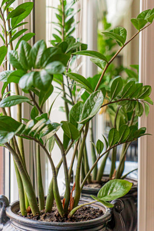 Vibrant plants basking in sunlight create a serene indoor oasis near a window.の写真素材