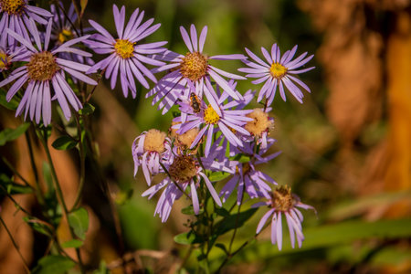 Colorful purple flowers sway in the gentle breeze, enticing busy bees during a sunny day.の写真素材