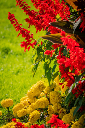 Blooms of bright red and yellow flowers fill the garden, radiating joy on a sunny day.の写真素材