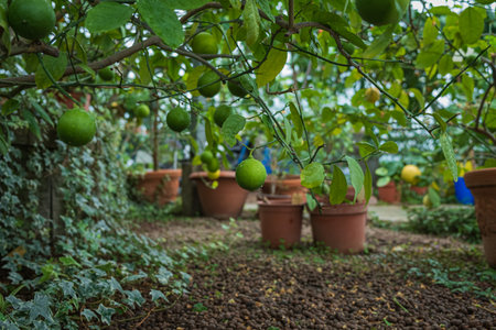 Bright green limes dangle in a serene garden with terracotta pots and lush greenery.の写真素材