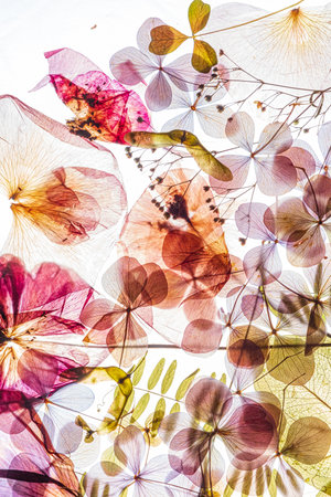 A stunning collection of pressed flowers displays vibrant colors and intricate patterns of nature.の写真素材