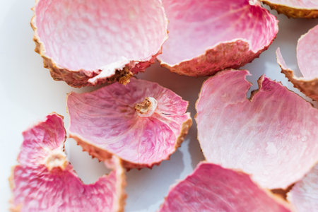 Soft pink shells scatter, revealing unique textures and colors that celebrate nature's artistry.の写真素材