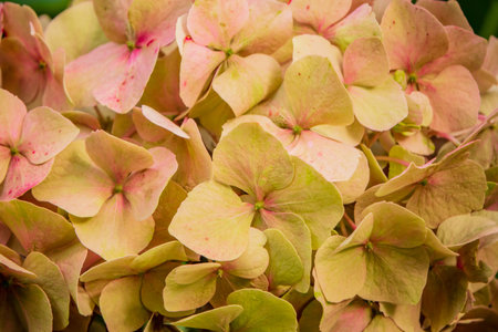 Hydrangeas display clusters of soft, colorful petals, capturing the essence of summer's warmth.