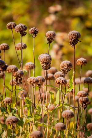 A field of dried flowers glows in soft sunlight, creating a serene beauty.