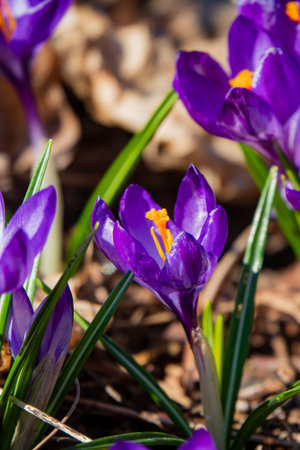 Purple crocuses bloom from the ground, brightening the spring landscape.