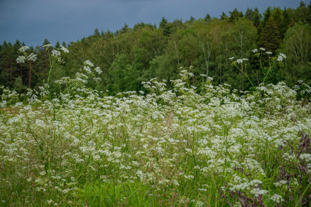 A beautiful expanse of wildflowers dances in the cool wind as stormy clouds loom above.